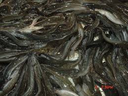 Channa barca merupakan jenis ikan gabus atau channa termahal yang beredar di pasar indonesia. Anak Ikan Keli Tganu Ikan Air Tawar