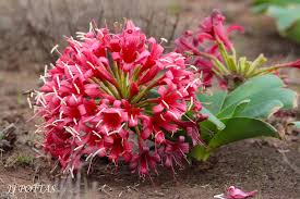 Image result for Ammocharis tinneana