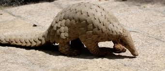 Check spelling or type a new query. Covid 19 Not Enough To Scare Smugglers Off Pangolins