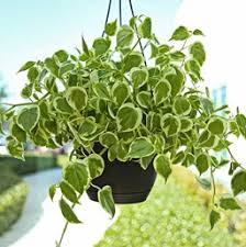 We did not find results for: Peperomia Costa Farms