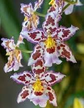 Image result for Cyrtorchis neglecta