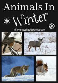 Animals In Winter Lesson Winter Animals Preschool Winter Animals Winter Kindergarten