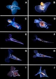 Image result for Lobelia pteropoda