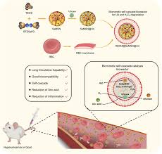 Image result for Hyperuricemia