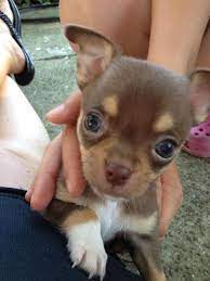 Chihuahua S Timeline Photos Facebook Cute Chihuahua Cute Puppies Cutest Puppy Ever