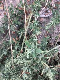 Image result for Atriplex hortensis