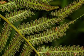 Image result for Cyclosorus interruptus