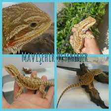 Cok Yakisiklisin Sakalli Ejderime Kavustum Daha Cok Genc Saglikla Buyusun Insallah Beardeddragon Sakalli Ejder Surungen Veterinerler