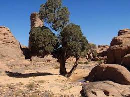 شجرة سرو الطاسيلي إيليزي الجزائر cupressus dupreziana cypres du tassili algeria شجرة سرو الطاسيلي تاروت بلغة ا nature monument valley natural landmarks