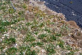 Ants in yard infestation can wreak havoc on plant life and leaves unsightly mounds in your lawn or garden. Ants Umn Extension
