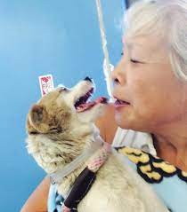 Cão deprimido recebe 2ª chance de ser feliz ao ser adotado após anos vivendo nas ruas