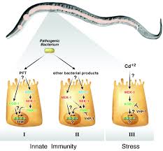 The innate immune response consists of physical, chemical and cellular defenses against pathogens. Mapping Innate Immunity Pnas