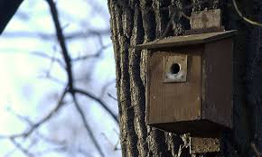 This project will not only teach you about electronics and programming, but can help support the bird population in your area. Rspb Warns Against Putting Up Bird Boxes Because They Can Attract Predators Daily Mail Online