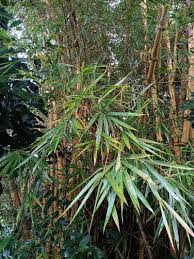 Image result for Bambusa vulgaris