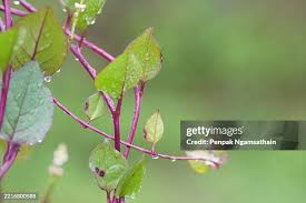 Image result for Basellaceae