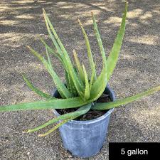Image result for Aloe cameronii × christianii