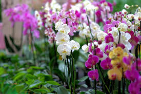 Orchid meaning and symbolism orchid story & origins the name orchid is derived from the greek word orkhis. The Meanings And Symbolisms Of Orchids And Their Colors