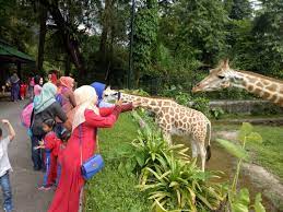 It is home to more than 180 species of exotic animals, including lions. Sekurang Kurangnya Rm42j Untuk Upgrade Zoo Taiping Perlu Lebih Ramai Pengunjung Jom Support