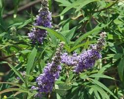 Image result for Vitex amaniensis