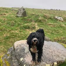 The Yellow-Lighted Bookshop