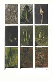 Image result for Ceropegia paricyma