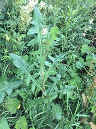 Image result for Sonchus schweinfurthii