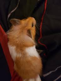 Hamsters also sometimes lose their fur due to old age. Does Anyone Else S Syrian Have Some Crazy Hair Spots Mine Has These Ear Fluffs And Butt Fluffs That Are Super Long And Were Wondering If She May Be Part Teddy Bear