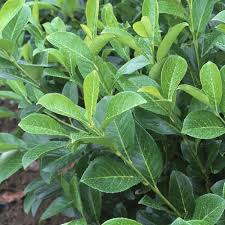 We did not find results for: Achat Du Laurier Palme Acheter Au Meilleur Prix De Vente