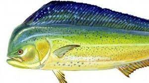 It prefers the warm waters of the south pacific, mediterranean, and caribbean (though it also swims the atlantic ocean). Fishing Forecast Mahi Mahi Are Plentiful And Big Daily Press