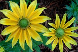 Image result for Rudbeckia Paradisio