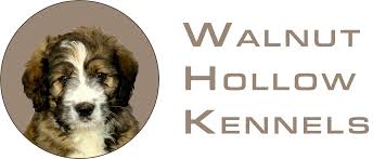 Since then, the bernedoodle's popularity has taken off, and the breed is now a popular designer dog that is registered by the american canine. Bernedoodle Puppies For Sale Walnut Hollow Kennels