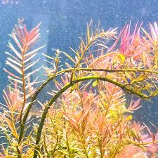 Image result for Rotala submersa