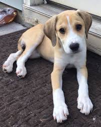 Adopt Dasani Columbus On Petfinder Lab Rescue Columbus Dogs