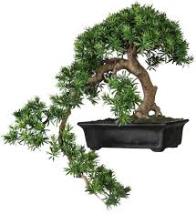 Creativ Green Kunstbonsai Bonsai Tauschend Echter Bonsai Online Kaufen Otto Podocarpus Bonsai Bonsai Plants