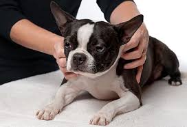 It is not selling anything. Laser Therapy For Dogs And Cats In Pewaukee Pewaukee Veterinary Service