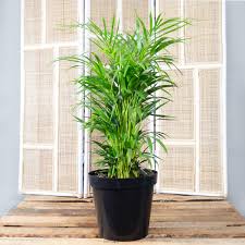 About 2% of these are bamboo crafts. Bamboo Palm 30cm