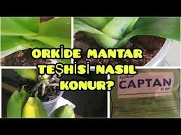orkide mantar hastaligi nasil anlasilir ebrunun denizi orkide bakimi youtube orkideler mantar cicek