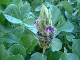 Image result for Psoralea glabra