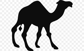 Camel train white background illustrations & vectors. Camel Silhouette Black And White Clip Art Png 600x501px Dromedary Black And White Camel Camel Like