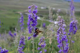 Echium vulgare — known as viper's bugloss and blueweed — is a species of flowering plant in the borage family boraginaceae. Multimedia Gallery Bumble Bee Foraging On Tall Larkspur Near The Rocky Mountain Biological Laboratory In Colorado Nsf National Science Foundation