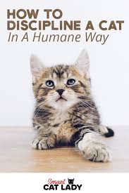 Find the right instructor for you. Pin On Cats