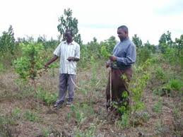 Image result for Faurea wentzeliana