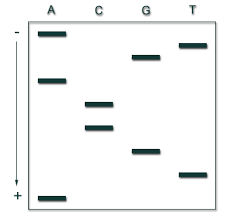 Sanger Method of DNA Sequencing