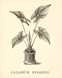 We did not find results for: A Free Collection Of Tropical House Plant Drawings Picture Box Blue