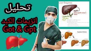 تحليل انزيمات الكبدalt Gpt Ast Got Youtube
