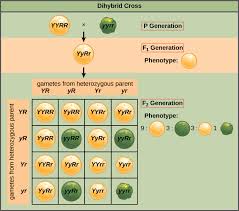 Show punnett square, give genotype and phenotype for each on your own paper!! 12 3 Laws Of Inheritance Texas Gateway