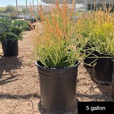 Image result for Euphorbia pfeilii