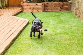 Conservatories, utility rooms or anywhere your dog likes to lie can benefit from it too. Pet Friendly Lawn Ideas Using Artificial Turf For Pets In Seattle Artificial Grass Backyard Artificial Grass For Dogs Artificial Grass Installation