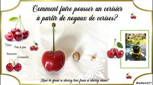 Comment Faire Pousser Un Cerisier A Partir De Noyaux De Cerises How To En 2020 Noyau De Cerise Cerise Cerisier