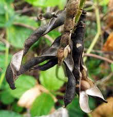 Image result for Vigna hosei